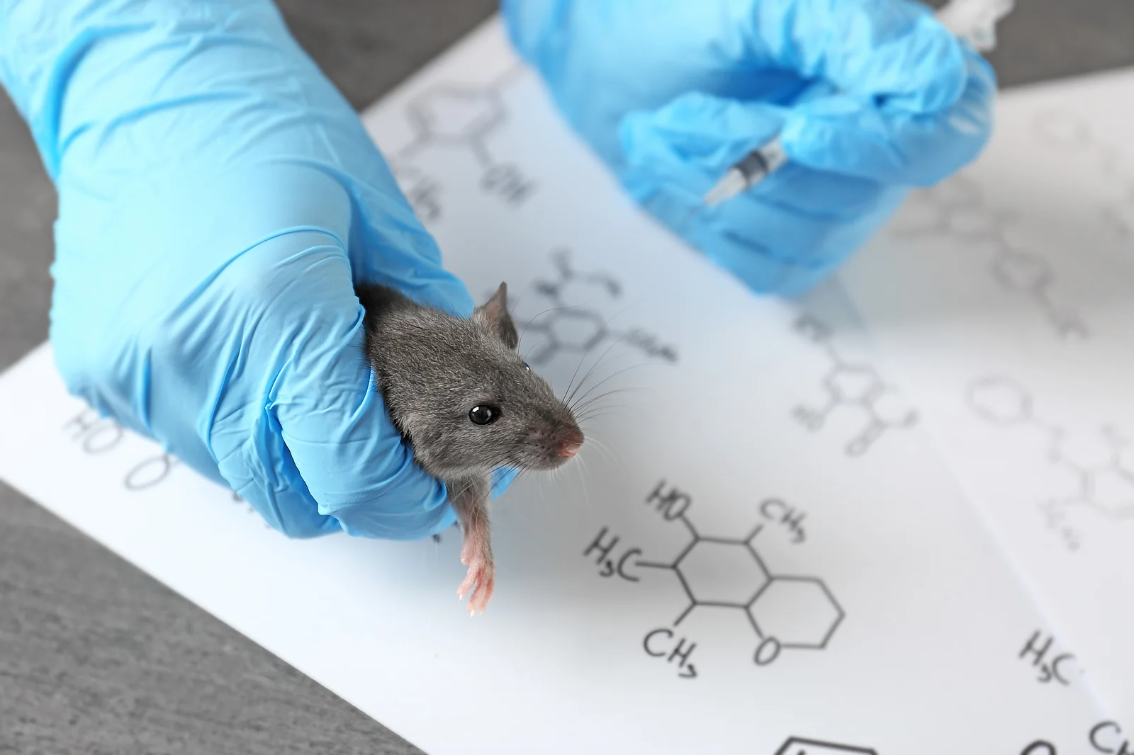 Hands of scientist giving injection to rat in laboratory Hands of scientist giving injection to rat in laboratory