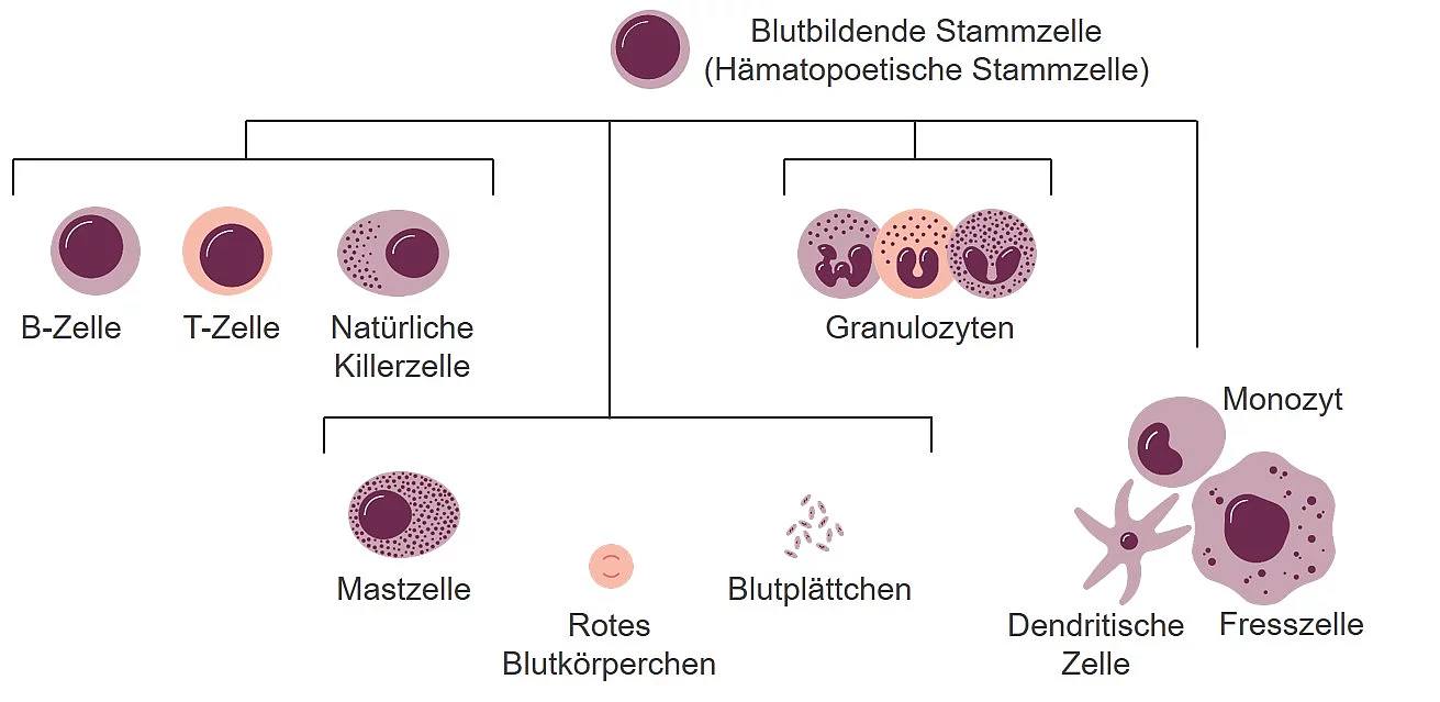 Übersichtsgrafik über die Blutzellen und ihre jeweiligen Vorläuferzellen