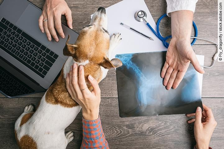 Besitzer und Hund sitzen vor Tierarzt, der ihnen ein Röntgenbild zeigt