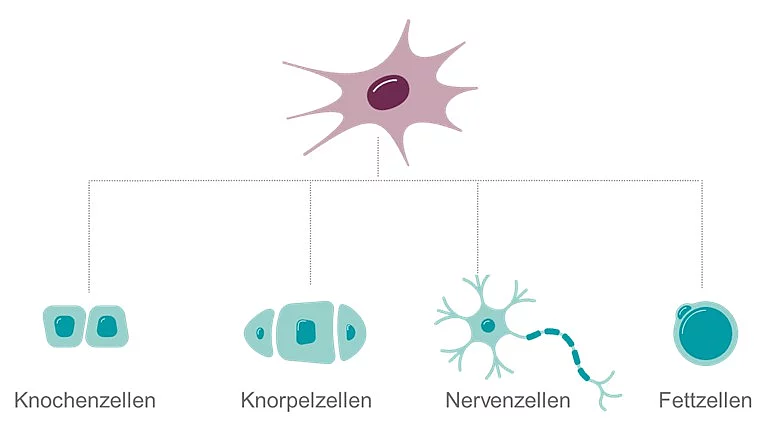Übersichtsgrafik über das Entwicklungspotenzial von mesenchymalen Stammzellen