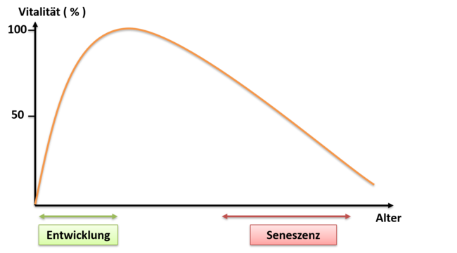 Kurvendiagramm Seneszenz Leistungsfähigkeit