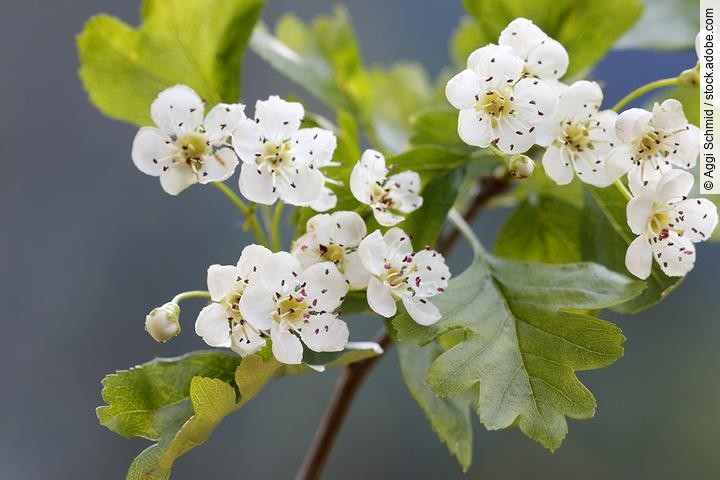 Bild von Weißdorn-Blüten