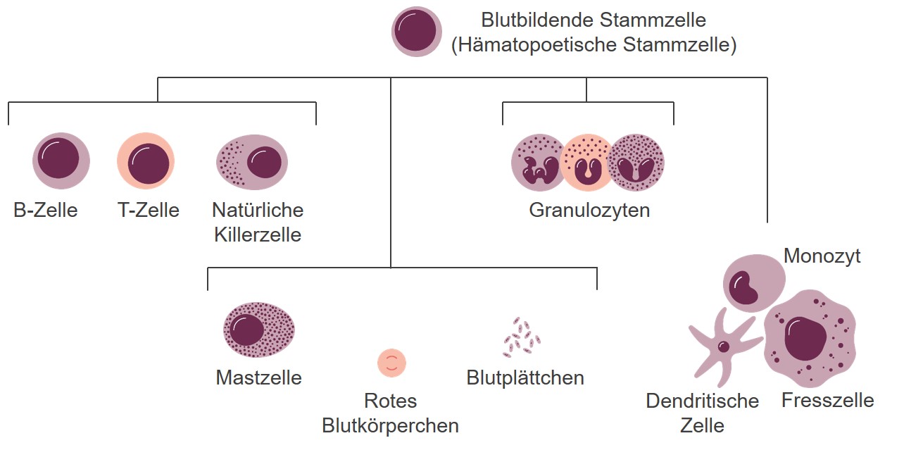 Hämatopoetische Stammzellen bilden die Zellen des Blutes Übersichtsgrafik über die Blutzellen und ihre jeweiligen Vorläuferzellen